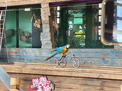 -南宫五洲植物乐园