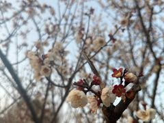 -香雪海