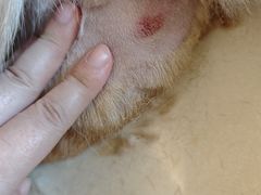 -帕帕拉兹宠物(亚洲旗舰店)