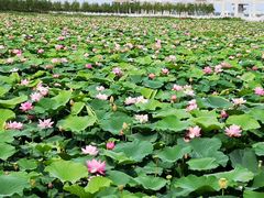 -呼兰河口湿地公园