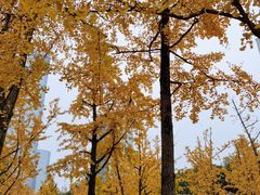 -重庆市江北嘴中央商务区中央公园