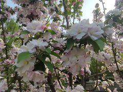 -元大都城垣遗址公园