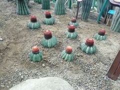 -南山植物园