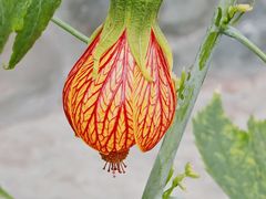 -北京植物园-展览温室