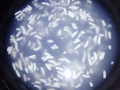 米酒汤圆-鑫农家大院(余家头店)