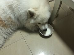 -汪小喵宠物·戴维斯乐芳希施宠馨宝皮毛调理洗护店