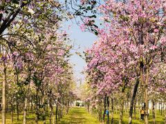 -广东花都湖国家湿地公园