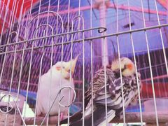 -曲阳花鸟市场(曲阳路店)