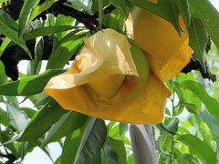 -老袁家蜜桃农场·阳山水蜜桃