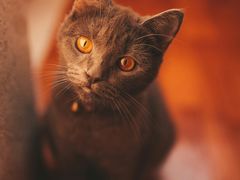 -糯米喵星人总部直营旗舰店·猫舍·幼猫出售