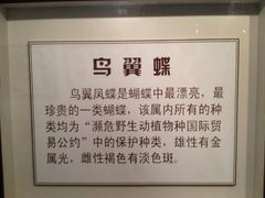 12.6-上海大自然野生昆虫馆