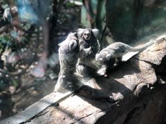 -广州长隆野生动物世界