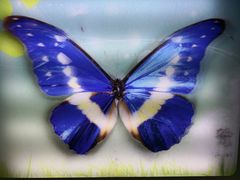 -上海昆虫博物馆