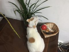 -创凡宠物医院·骨专科  猫科中心(西乡分院)