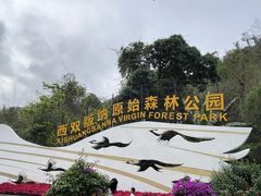 -西双版纳原始森林公园