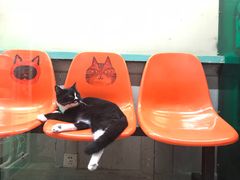 -猫咪博物馆(顶澳仔猫街店)