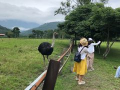-瑞穗牧场