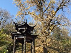 -千年银杏谷文化旅游区