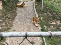 -西霞口神雕山野生动物世界
