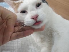 -爱侣宠医·鹦鹉专科·小型哺乳类·异宠专科(灵石路店)