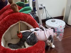 -纳吉亚猫专科动物医院·北北分院