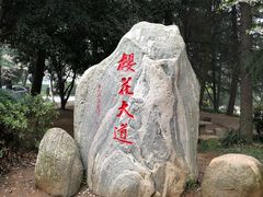 -武汉大学-樱园