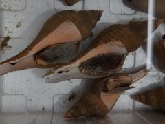 -霞涌市场海鲜摆卖区