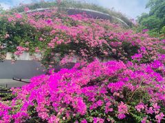 -深圳仙湖植物园