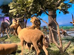 -国家自然博物馆