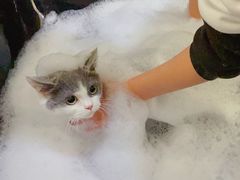 -1013 PET SHOP精品宠物商店(丁香店)