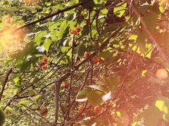 -终南山国家森林公园