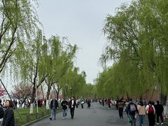 -西湖游船