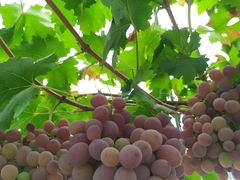 -金谷域澳洲庄园