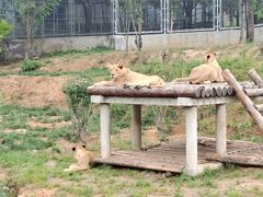 -石家庄市动物园