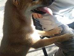 -柴犬高等学院·狗咖·柴犬售卖·宠物训练