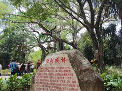 -独树成林