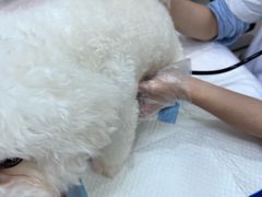 -博特宠物医院24h犬猫全科.骨科·异宠