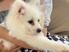 -怪兽屋·羊驼·猫咖·狗咖(俊华广场店)