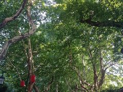 -杭州黄龙洞
