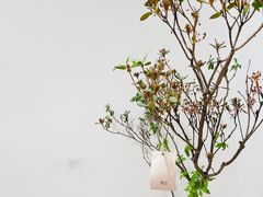 -素咫咖啡CLIFEROSE(新安店)