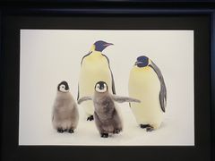 -罗红摄影艺术馆