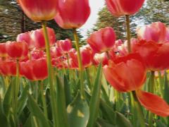 -洛阳郁金香牡丹园