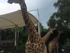 -泉州海丝野生动物世界