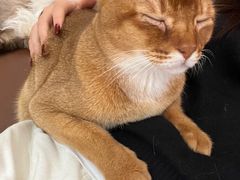 -MOCHA明星猫咖(田子坊店)