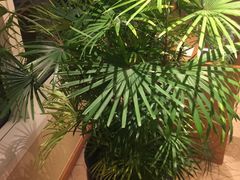 -上海浦东嘉里大酒店