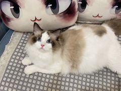 -萌兽医馆·眼科·异宠专科(三里屯店)
