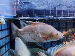 -徐记海鲜(汉城湖|太奥店)