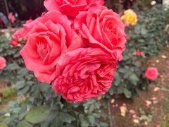 -人民公园(罗湖区)