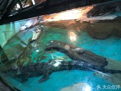 -重庆欢乐海底世界