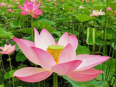 -东郊湿地公园